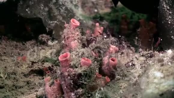 白海海底水上浮藻视频的预览图