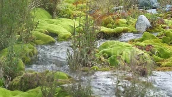 山间小溪的石头上长满了绿色的苔藓清澈纯净的水流在苔藓间流动4公里视频的预览图