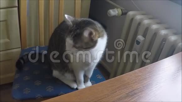 猫坐在椅子上视频的预览图