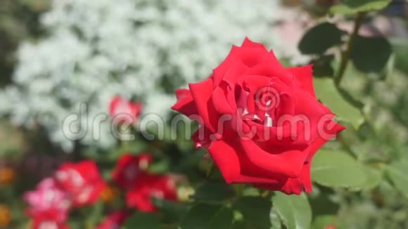 花园里的红玫瑰选择性聚焦视频的预览图