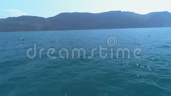 一群海豚跳出水面海豚追逐鱼海边的暑假视频的预览图
