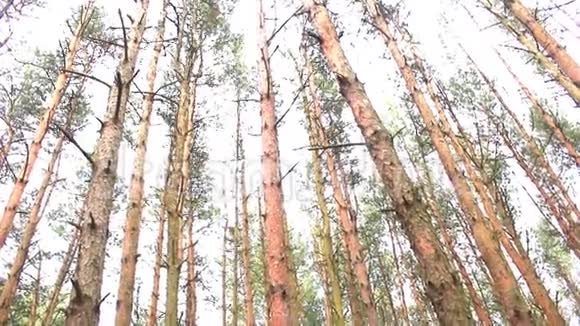 盘松林底景视频的预览图