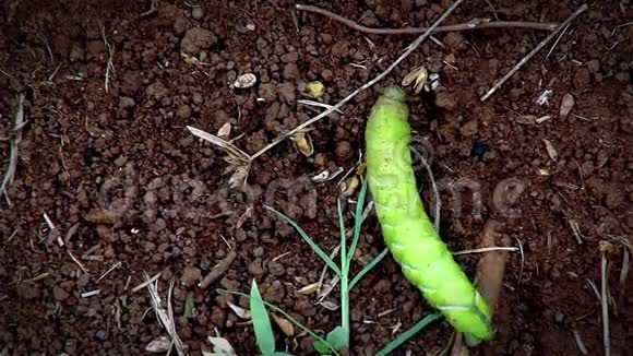红色土壤上的绿色毛毛虫视频的预览图