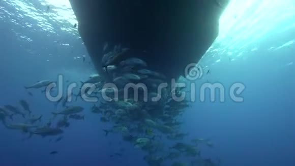 雷维拉吉多群岛桑贝尼迪克托岛船下大眼树袋鼠学校视频的预览图