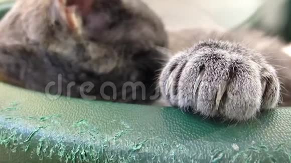 睡猫闭上了手掌视频的预览图