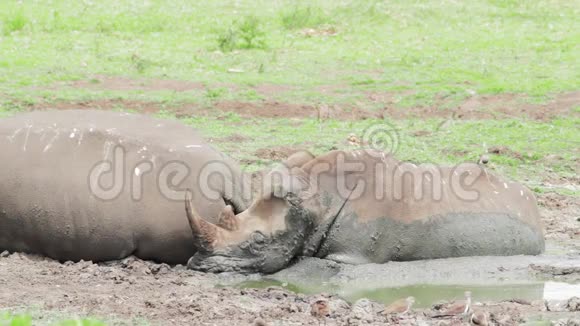 两只白色犀牛在泥泞的水洞里视频的预览图