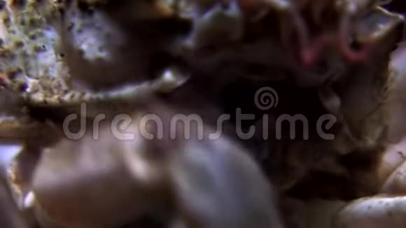 在俄罗斯白海床的水下螃蟹的眼睛很近视频的预览图