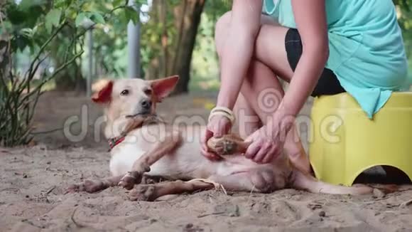 女孩志愿者在托儿所为狗做理疗可爱的成年狗视频的预览图