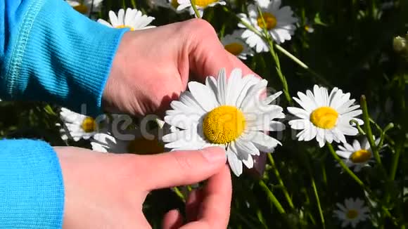 女人的双手抽出洋甘菊的花瓣视频的预览图