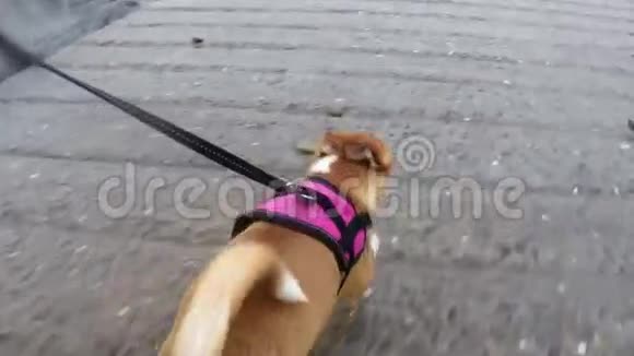 狗在皮带上奔跑视频的预览图