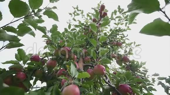 苹果树有红苹果天空背景视频的预览图
