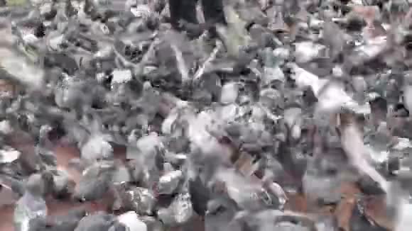 数百只鸽子在海滩前南非德班视频的预览图