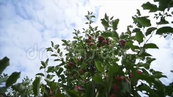 苹果树有红苹果天空背景视频的预览图