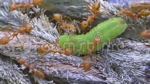 红蚂蚁和绿幼虫视频的预览图