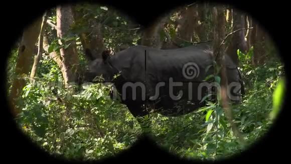 印度一角犀牛独角兽通过双筒望远镜看到观看野生动物野生动物园视频的预览图