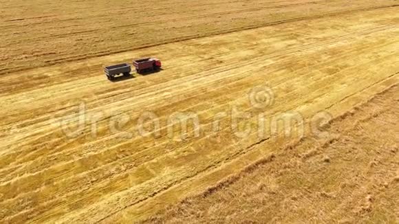 夏季麦田蓝天白云农业背景乌克兰视频的预览图