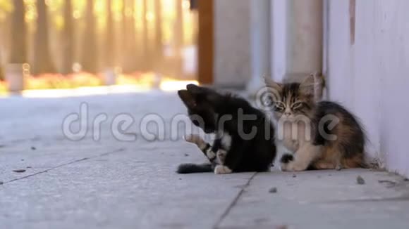 市区街上两只无家可归的小猫视频的预览图