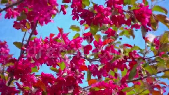 录像画的颜料碎片开花的苹果树视频的预览图