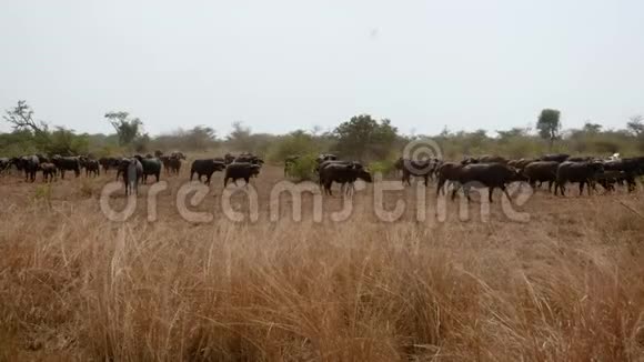 野牛的大牧在非洲大草原的灌木丛中视频的预览图