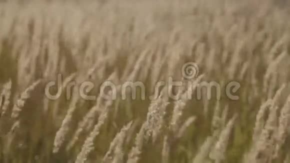 草在风中飘动视频的预览图