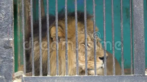 悲伤的注定的狮子躺在地板上放下沮丧的头在动物园被囚禁休息视频的预览图