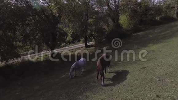 可爱的马在齐亚农场的大片草地上自由放牧视频的预览图