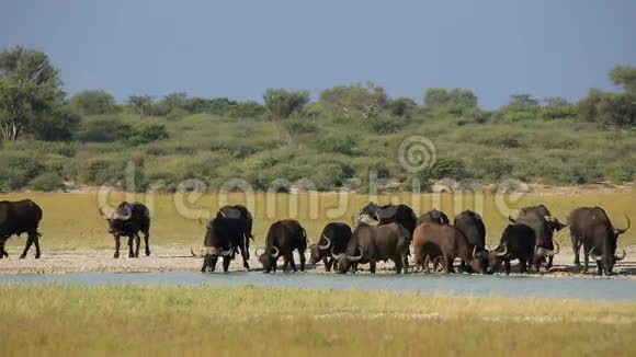 非洲水牛喝酒视频的预览图