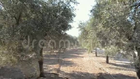 在Salento的橄榄树和红土中漫步视频的预览图
