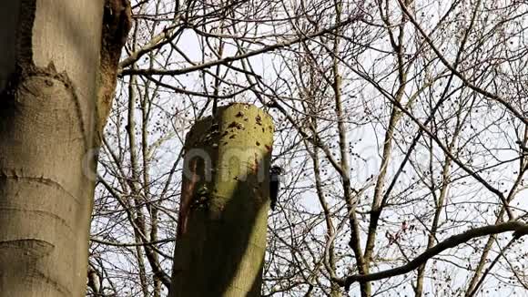 荷兰黑毛榉树中的黑啄木鸟视频的预览图
