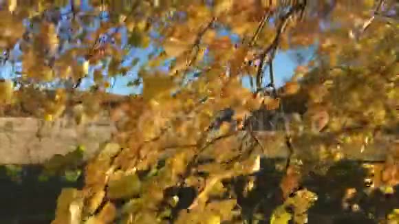 秋天的白桦树的叶子在风中飘扬视频的预览图
