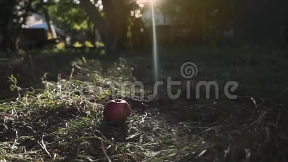 红熟汁苹果落在绿草上秋天在水果园或苹果园收获的时间视频的预览图