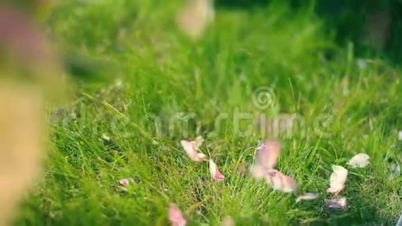 少女在翠绿的鲜草上飞舞着蔷薇花瓣在外面装饰着喜庆的鲜花视频的预览图
