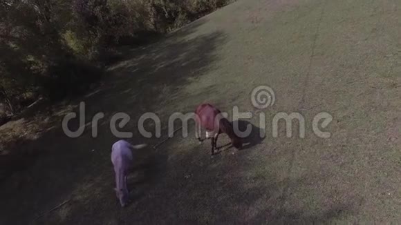 无人机在齐亚大片绿草如茵的牧场上展示马匹自由放牧视频的预览图