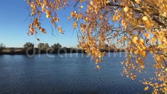 秋天的白桦树的叶子在风中飘扬视频的预览图