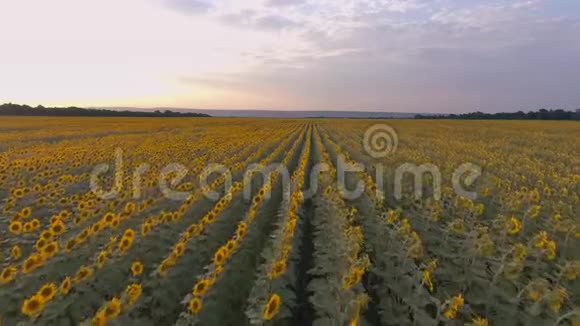 金色的夕阳覆盖着一片向日葵的田野农业视频的预览图