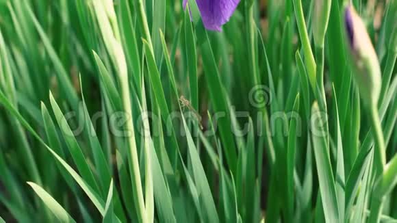 美丽的紫紫紫丁香鸢尾花盛开的嫩花娇艳的大自然植物生长在4k的草丛中视频的预览图