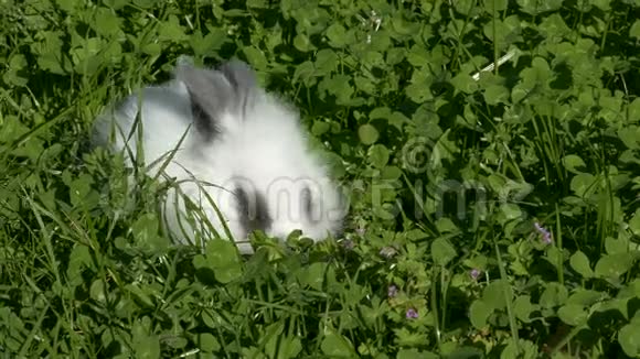 兔子在草地上吃东西视频的预览图