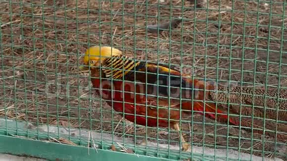 绿色篱笆后面的鸟舍里五颜六色的美丽的鸟金鸡或中国野鸡慢动作视频的预览图