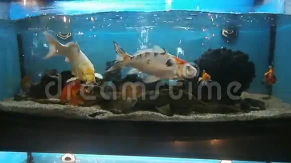 鱼缸里的鱼视频的预览图