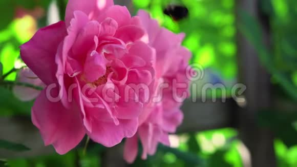 大蜜蜂飞来飞去精彩的粉红色盛开的花朵娇嫩的自然花园植物在4k近景拍摄视频的预览图
