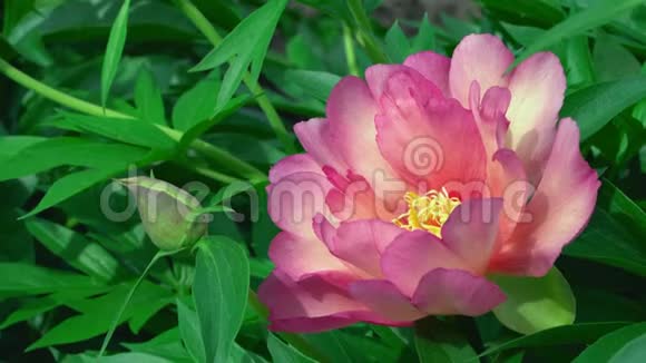 4k近景植物园内的粉红盛开的花朵柔嫩的花朵娇嫩的自然灌木植物视频的预览图