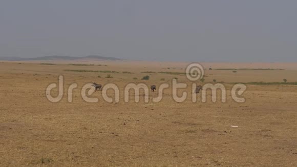 三只公猪站在干燥荒芜的非洲大草原上视频的预览图
