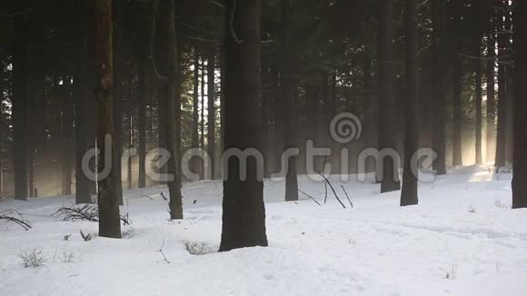 神奇地瞥见冬天美丽的云杉林美丽的雾山欧洲常绿森林风景轻雪视频的预览图