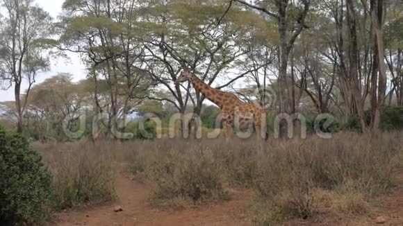 一只成年长颈鹿在干旱的非洲大草原上吃和站在阿卡西亚视频的预览图