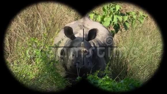 印度一角犀牛犀牛独角兽通过望远镜看到观赏野生动物狩猎视频的预览图
