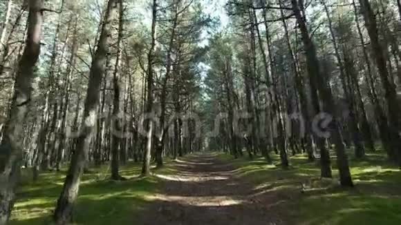 阳光明媚的绿色森林和高树之间的道路视频的预览图