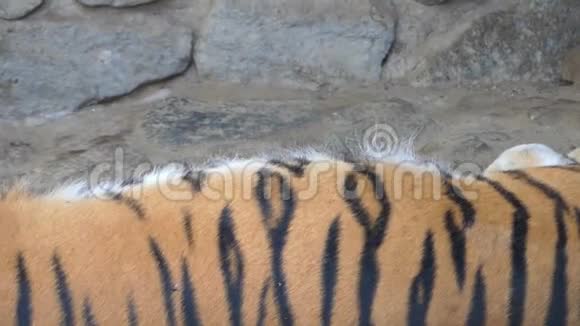 一只沉睡的条纹老虎在动物园的岩石洞穴中深深地呼吸视频的预览图