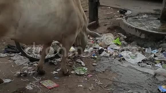 瘦牛在街上吃垃圾垃圾污垢贫困印度视频的预览图
