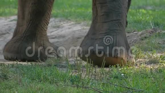 动物园里草坪上一只大象踩着树的腿视频的预览图