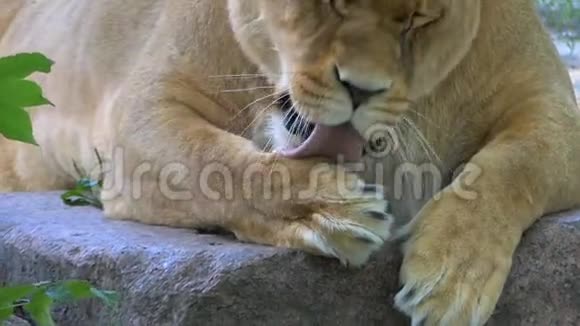 在斯洛文尼亚的一个动物园里一只大母狮在绿色的草坪上舔爪子视频的预览图
